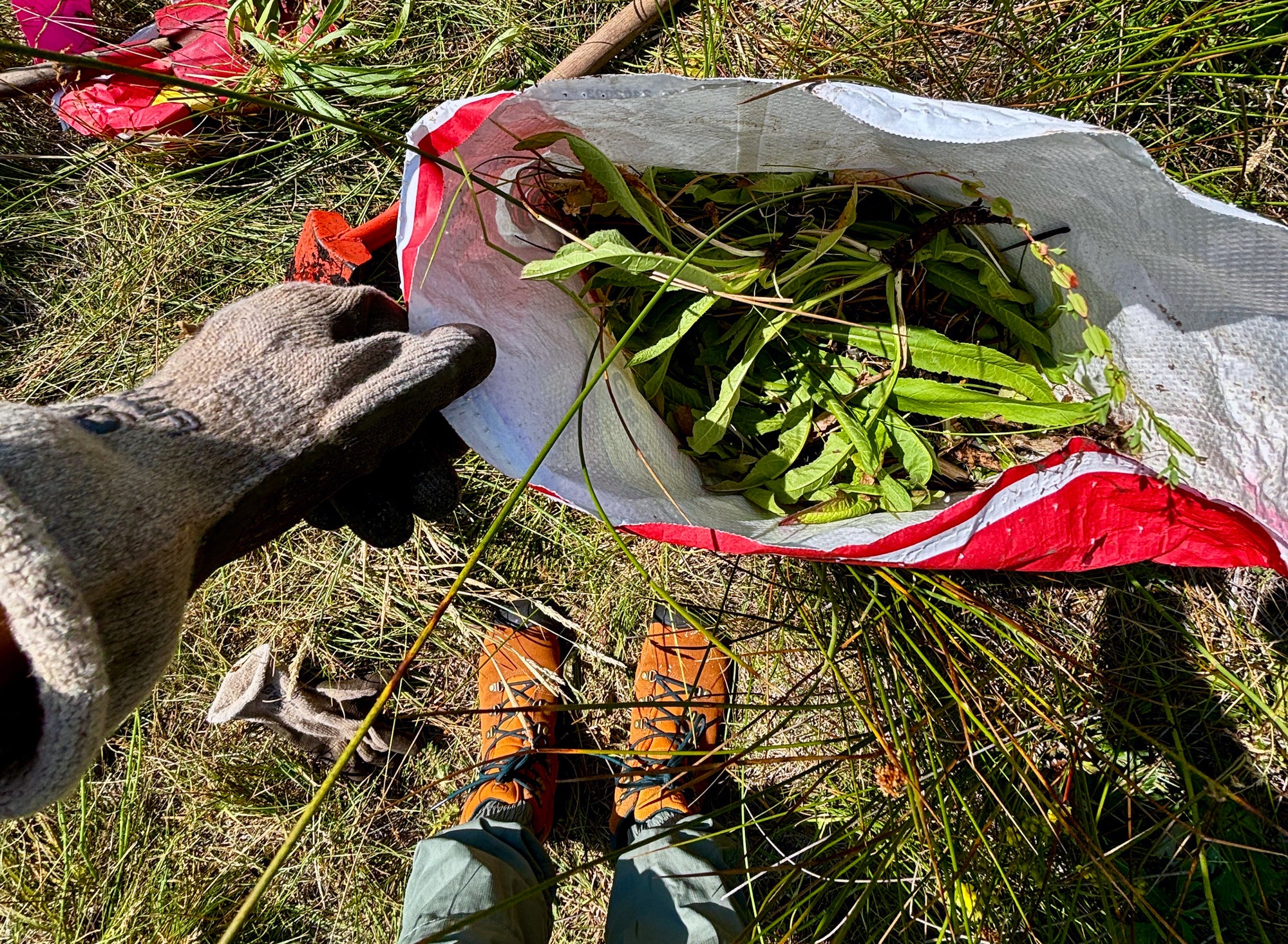 Wild About Pulling Invasive Weeds