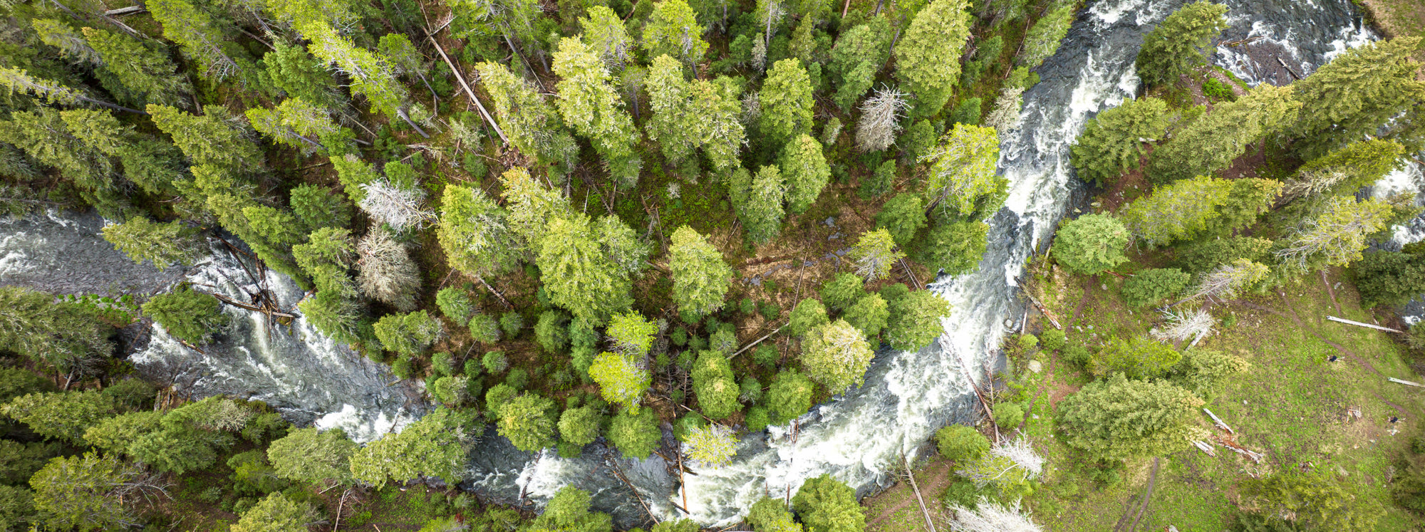 Overhead shot of forest with river running through it